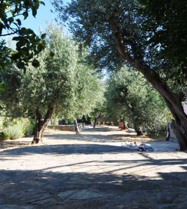 38 Garden back - olive trees.jpg